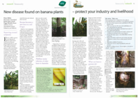 New disease found on banana: protect your industry and livelihood