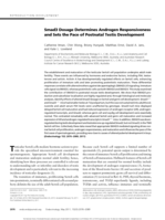 SMAD3 dosage determines androgen responsiveness and sets the pace of postnatal testis development