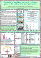 Expression of candidate ivermectin resistance genes in the scabies mite, Sarcoptes scabiei