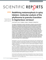 Redefining metamorphosis in spiny lobsters: molecular analysis of the phyllosoma to puerulus transition in Sagmariasus verreauxi