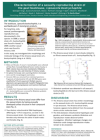 Characterisation of a sexually reproducing strain of the pest booklouse, Liposcelis bostrychophila