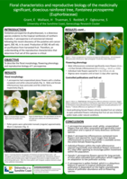 Floral characteristics and reproductive biology of the medicinally significant, dioecious rainforest tree, Fontainea picrosperma (Euphorbiaceae)