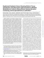 Duplicated gephyrin genes showing distinct tissue distribution and alternative splicing patterns mediate molybdenum cofactor biosynthesis, glycine receptor clustering, and escape behavior in zebrafish
