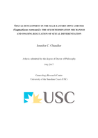 Sexual development in the male Eastern Spiny Lobster (Sagmariasus verreauxi): the sex determination mechanism and ongoing regulation of sexual differentiation