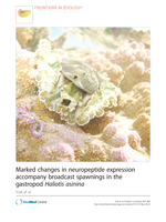 Marked changes in neuropeptide expression accompany broadcast spawnings in the gastropod Haliotis asinina