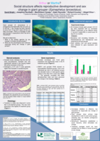 Arthur or Martha? Social structure affects reproductive development and sex change in giant grouper (Epinephelus lanceolatus)