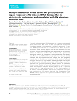 Multiple interaction nodes define the post‐replication repair response to UV‐induced DNA damage that is defective in melanomas and correlated with UV signature mutation load