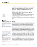 Vaccination of koalas (Phascolarctos cinereus) against Chlamydia pecorum using synthetic peptides derived from the major outer membrane protein