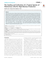 The seeding and cultivation of a tropical species of filamentous Ulva for algal biomass production
