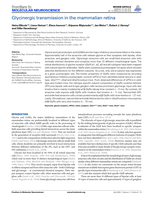 Glycinergic transmission in the mammalian retina