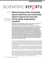Molecular basis of the remarkable species selectivity of an insecticidal sodium channel toxin from the African spider Augacephalus ezendami