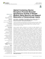 Alpha2-Containing Glycine Receptors Promote Neonatal Spontaneous Activity of Striatal Medium Spiny Neurons and Support Maturation of Glutamatergic Inputs