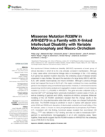 Missense mutation R338W in ARHGEF9 in a family with X-linked intellectual disability with variable macrocephaly and macro-orchidism