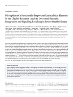 Disruption of a structurally important extracellular element in the glycine receptor leads to decreased synaptic integration and signaling resulting in severe startle disease