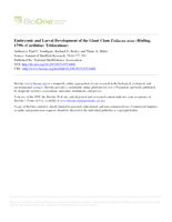 Embryonic and Larval Development of the Giant Clam Tridacna noae (Röding, 1798) (Cardiidae: Tridacninae)