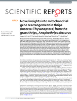 Novel insights into mitochondrial gene rearrangement in thrips (Insecta: Thysanoptera) from the grass thrips, Anaphothrips obscurus