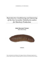 Reproductive conditioning and spawning of the sea cucumber Holothuria scabra for hatchery production