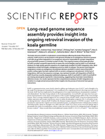 Long-read genome sequence assembly provides insight into ongoing retroviral invasion of the koala germline