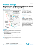 Metapopulation Tracking Juvenile Penguins Reveals an Ecosystem-wide Ecological Trap