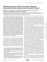 Multifunctional basic motif in the glycine receptor intracellular domain induces subunit-specific sorting