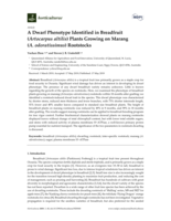 A Dwarf Phenotype Identified in Breadfruit (Artocarpus altilis) Plants Growing on Marang (A. odoratissimus) Rootstocks