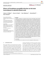 Effects of Pseudoloma neurophilia infection on the brain transcriptome in zebrafish (Danio rerio)