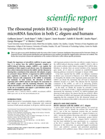 The ribosomal protein RACK1 is required for microRNA function in both C. elegans and humans