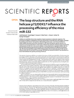 The loop structure and the RNA helicase p72/DDX17 influence the processing efficiency of the mice miR-132