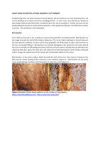 What kind of beetles attack recently cut timber?