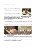 Wood Biodeterioration Agents – Powderpost Beetles