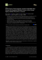 Multi-Tissue Transcriptome Analysis Identifies Key Sexual Development-Related Genes of the Ornate Spiny Lobster (Panulirus ornatus)