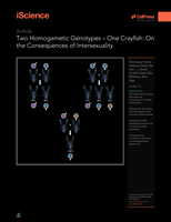 Two homogametic genotypes – one crayfish: on the consequences of intersexuality