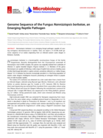 Genome Sequence of the Fungus Nannizziopsis barbatae, an Emerging Reptile Pathogen