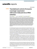 Translational control of enzyme scavenger expression with toxin-induced micro RNA switches