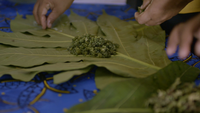 Edible Sea Grapes - Diversification of seaweed industries in the Pacific