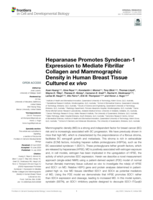 Heparanase Promotes Syndecan-1 Expression to Mediate Fibrillar Collagen and Mammographic Density in Human Breast Tissue Cultured ex vivo