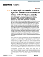 A binge high sucrose diet provokes systemic and cerebral inflammation in rats without inducing obesity