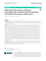 Differential transcription pathways associated with rootstock-induced dwarfing in breadfruit (Artocarpus altilis) scions