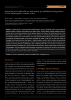 Interaction of Candida albicans with human gut epithelium in the presence of Live Biotherapeutic Products (LBPs)