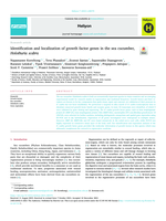 Identification and localization of growth factor genes in the sea cucumber, Holothuria scabra