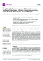 Completing the Genome Sequence of Chlamydia pecorum Strains MC/MarsBar and DBDeUG: New Insights into This Enigmatic Koala (Phascolarctos cinereus) Pathogen
