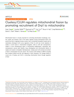 Clueless/CLUH regulates mitochondrial fission by promoting recruitment of Drp1 to mitochondria
