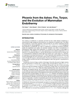 Phoenix from the Ashes: Fire, Torpor, and the Evolution of Mammalian Endothermy