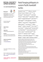 Natal foraging philopatry in eastern Pacific hawksbill turtles