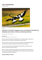 Altruism in birds? Magpies have outwitted scientists by helping each other remove tracking devices