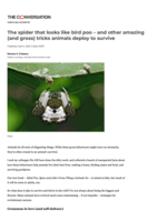 The spider that looks like bird poo – and other amazing (and gross) tricks animals deploy to survive