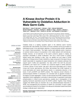 A Kinase Anchor Protein 4 Is Vulnerable to Oxidative Adduction in Male Germ Cells
