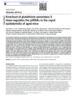 Knockout of glutathione peroxidase 5 down-regulates the piRNAs in the caput epididymidis of aged mice