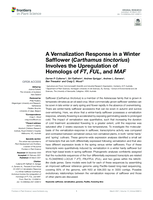 A Vernalization Response in a Winter Safflower (Carthamus tinctorius) Involves the Upregulation of Homologs of FT, FUL, and MAF