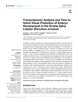 Transcriptomic Analysis and Time to Hatch Visual Prediction of Embryo Development in the Ornate Spiny Lobster (Panulirus ornatus)